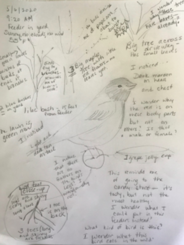Bird journal entry